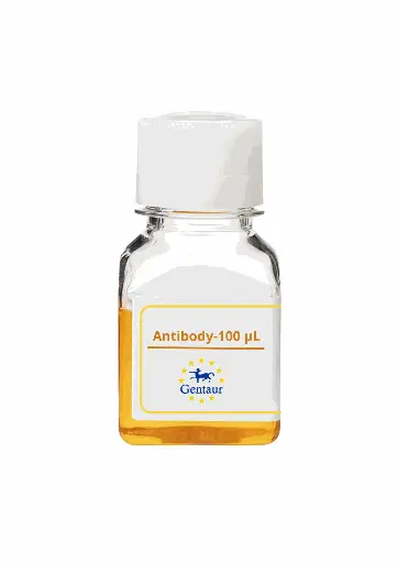 [PA019042GA01HU-100 µL] PTPN5 Antibody