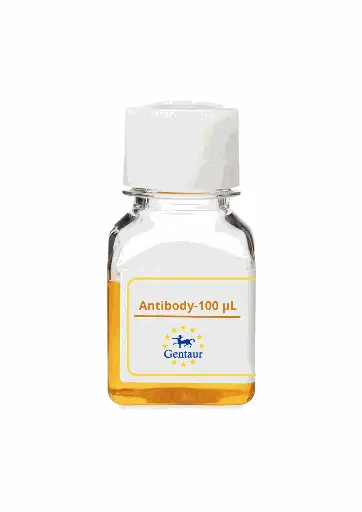 [PA019075GA01HU-100 µL] PTTG1IP Antibody