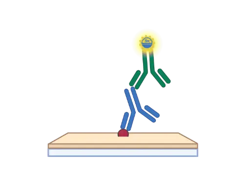 [EU2572] 6 keto PGF1a(6 keto prostaglandin F1a) ELISA Kit