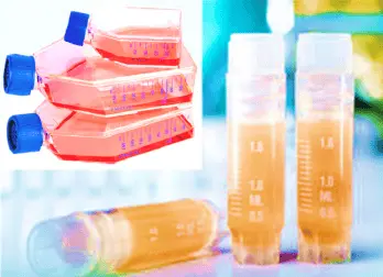 [CELL-SK-758] Human Esophageal Epithelial Cells