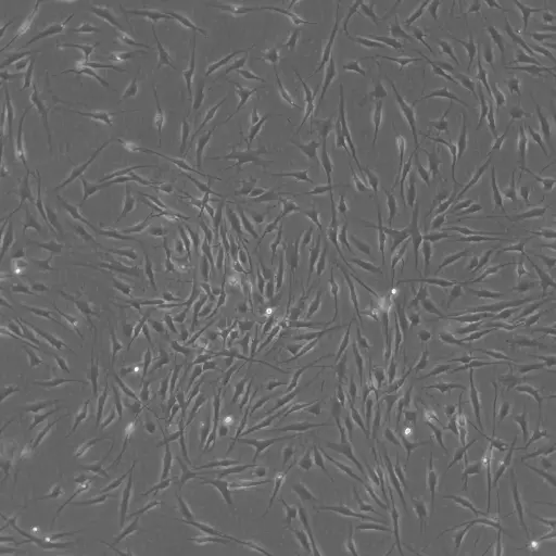 [GEN300665MA] Human Mesenchymal Stem Cells - Bone Marrow (HMSC-BM)