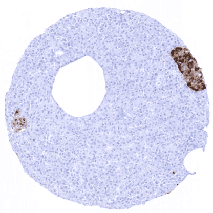 [sk1412] Chromogranin A (MSVA-380R)
