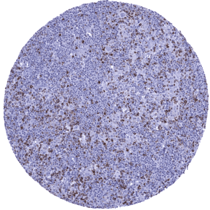 [sk1424] CTLA-4 / CD152 (MSVA-152R)