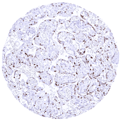 [sk1425] Cyclin E1 (MSVA-898R)